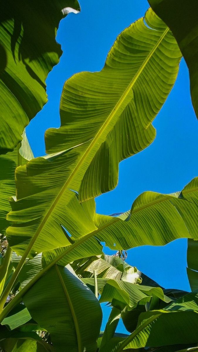 Sunlit banana leaves against the Caribbean sky