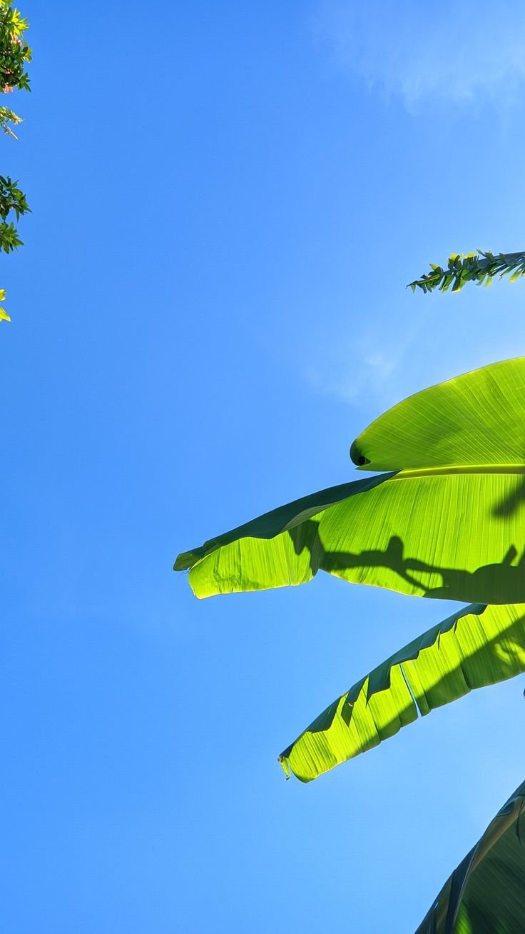 Banana leaves against the Caribbean sky in Puerto Cortés