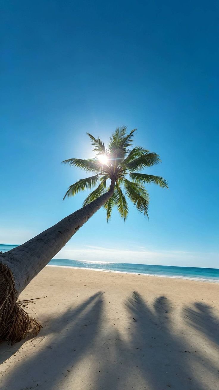 Palm tree leaning over a white sand beach